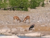 Etosha 2 189